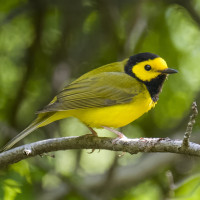 Hooded Warbler